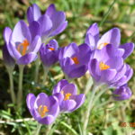 Frühling auf der Burg