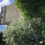 Unser Rekordbaum blüht